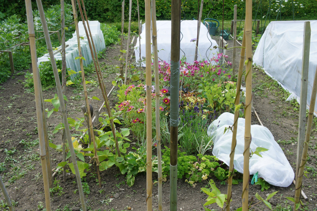 Space for perennial flowers within the veg plot