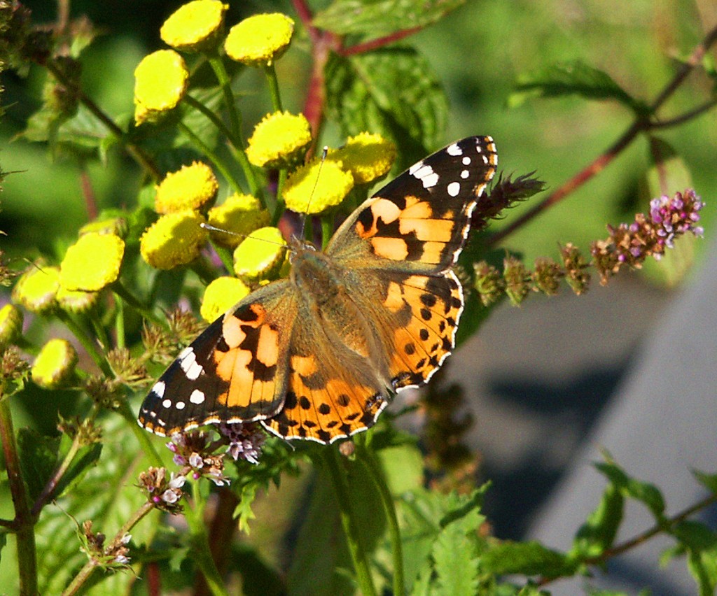Painted Lady - ust one of the many butterflies seen in our garden