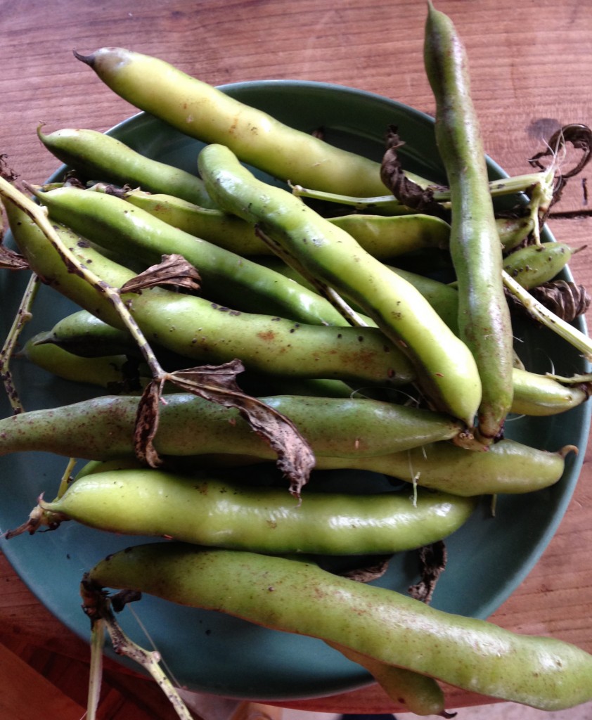 You can still use broad (lava) beans even when they are past their best