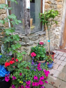 A sheltered spot by our back door is perfect for potted plants - and a productive lemon tree