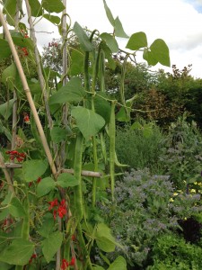 Trialling runner beans (bees on the borage in the background help to pollinate the bean flowers)