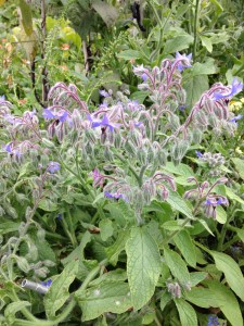 A profusion of Borage - the blue of heaven along with a buzz of bees