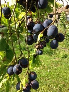 Damson 'Merryweather' - almost ready to make a spicy relish