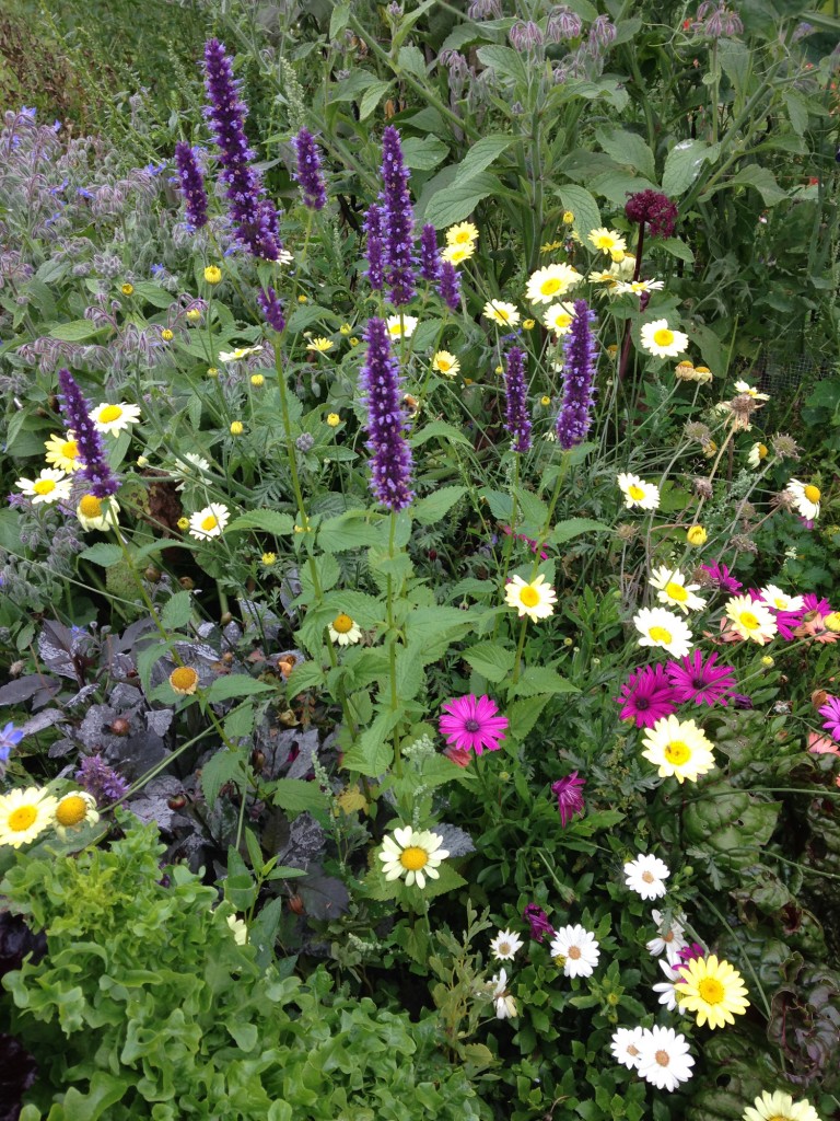 The veg plot Flower Patch in August - flourishing and full of beneficial insects