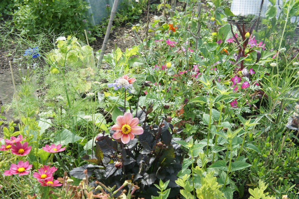 The new flower patch - created from a weedy patch in the vegetable plot
