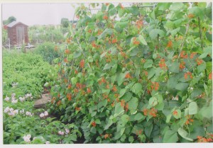 Dobies Runner Bean Submission