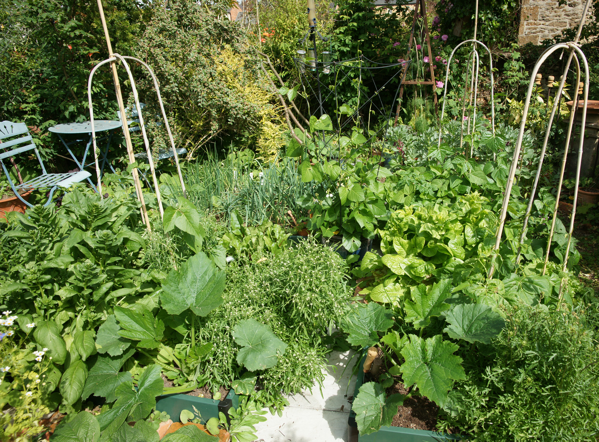 Four raised beds filled with vegetables and herbs in Summer 2013