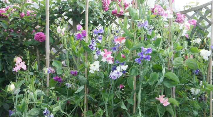 The scented bliss of sweet peas