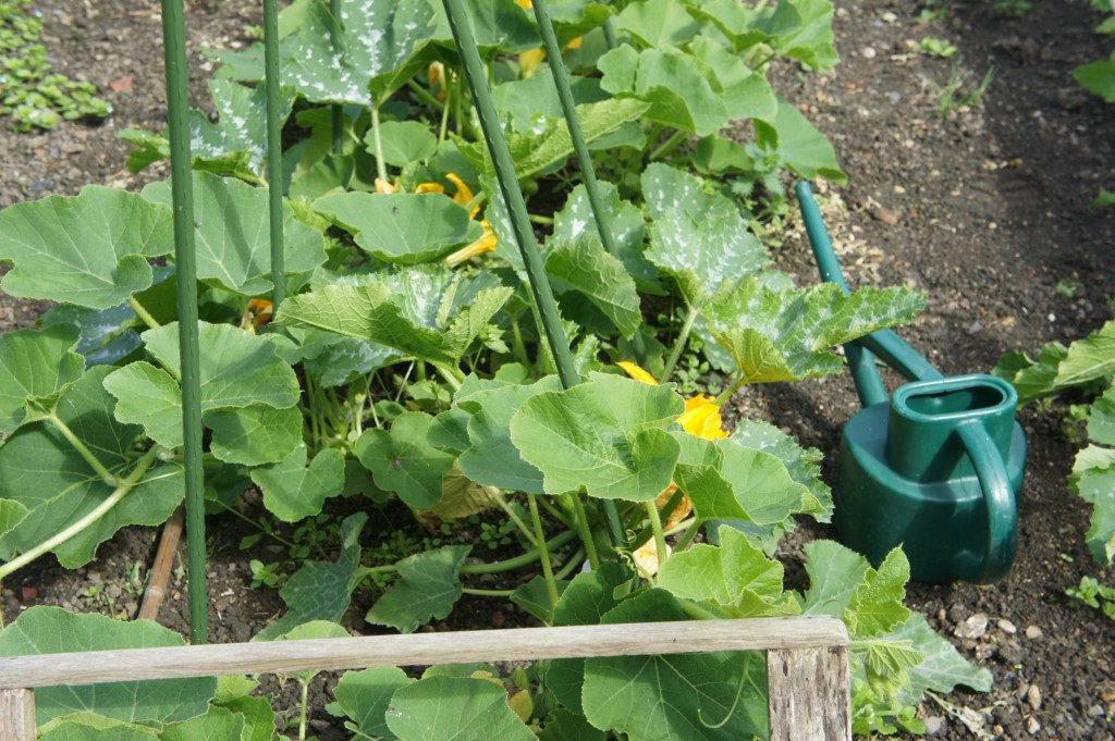 Trailing squash plants that will be ties into supports - a space-saving idea