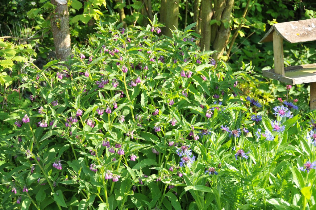 Grow comfrey as a crop - for mulching, compost, and as a bee plant.