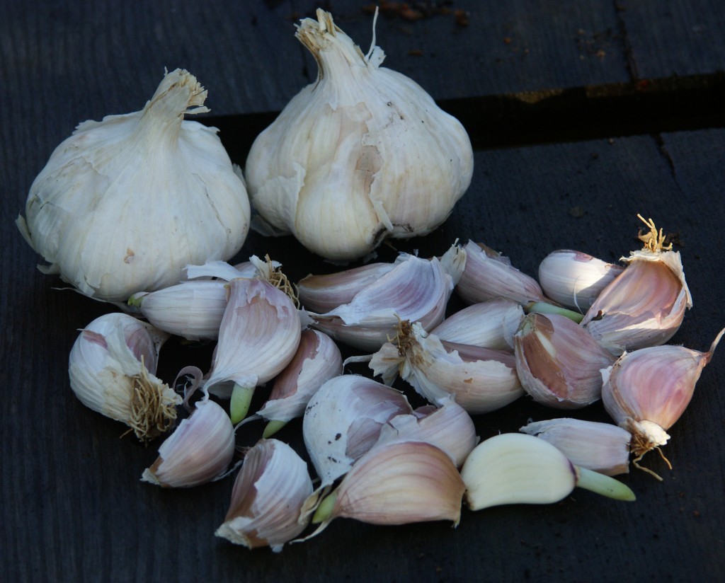 Garlic ready for planting (split the clump into separate cloves first)