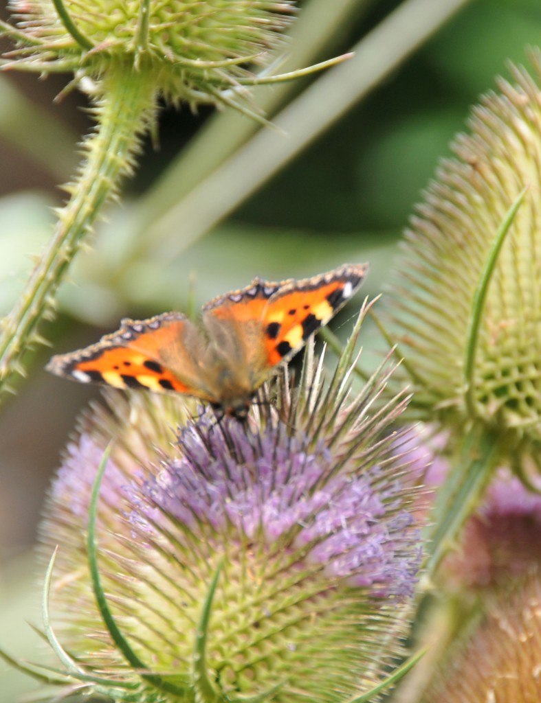 Allow some plants to over-winter - after this tortoiseshell butterfly will come flocks of goldfinches.