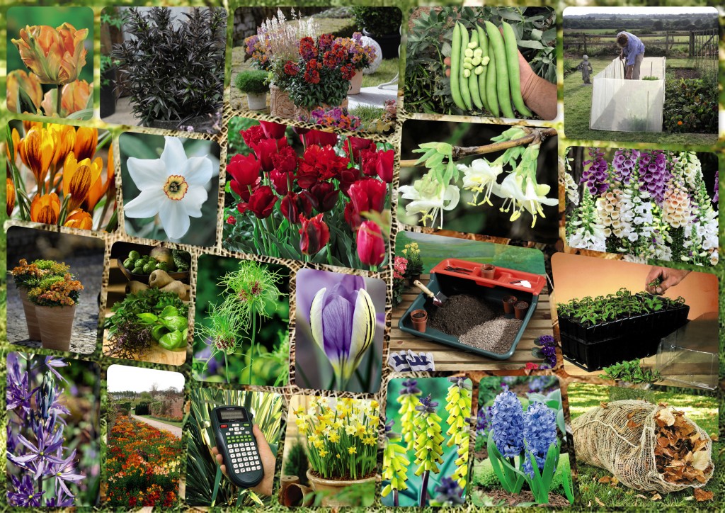 With health improving, I have so many new plans for adapting the garden once again - my most recent Dobies order is already arriving - new Cotswold Acre Memories for the future! (Images copyright Dobies of Devon)