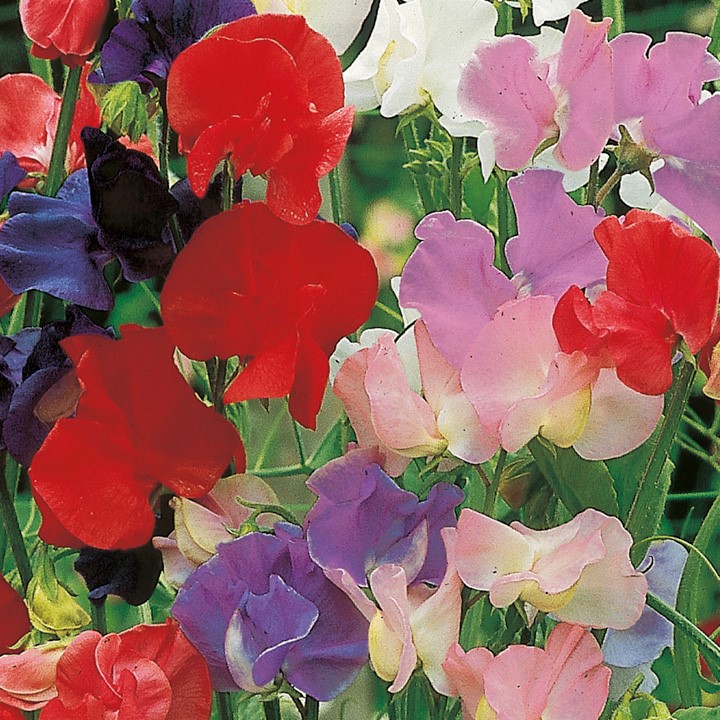 Sweet Pea Seeds - Old Fashioned Mixed