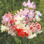 Sweet Pea Seeds - Show Bench