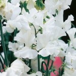 Sweet Pea Seeds - White Leamington