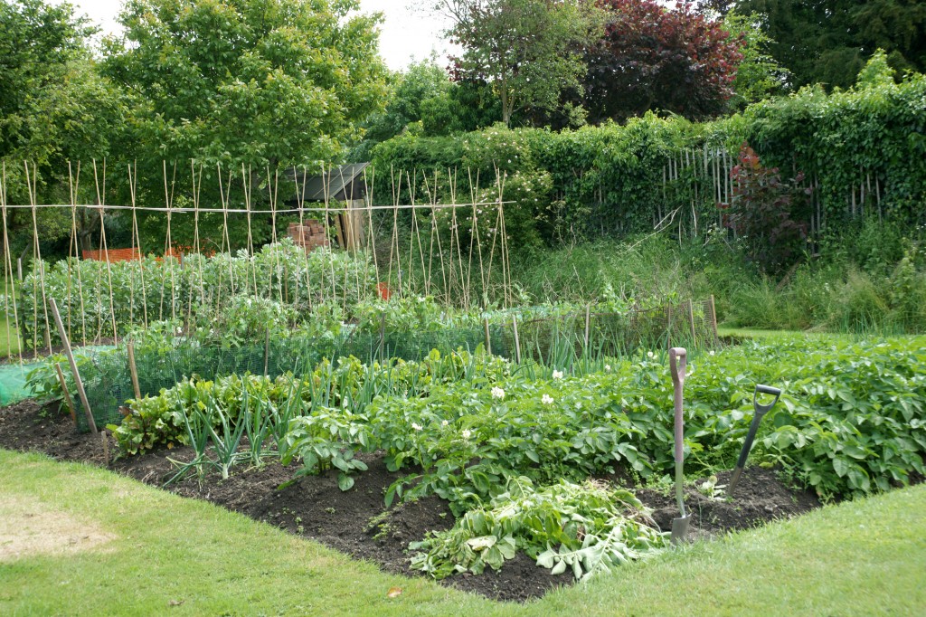 My husband's vegetable plot comprises 20ft rows of single varieties - far too much produce for an elderly couple!