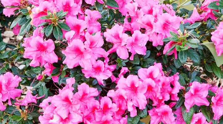 Azalea Encore - Autumn Sangria