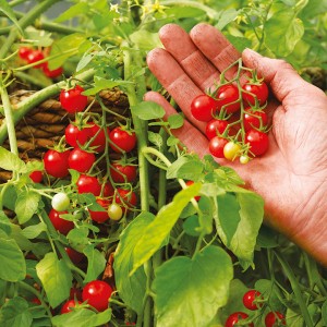 Hundreds and Thousands Cherry Tomatoes