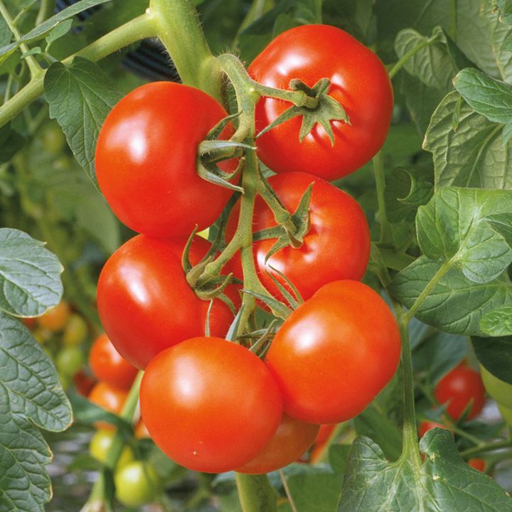Tomato plant pastile de slabit
