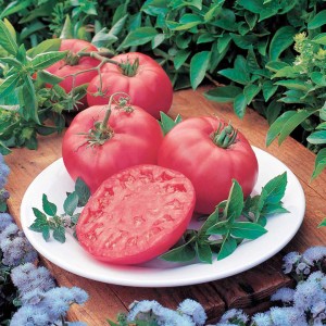 Brandy Boy beefsteak