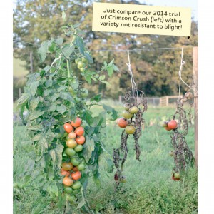 Crimson Crush Tomato