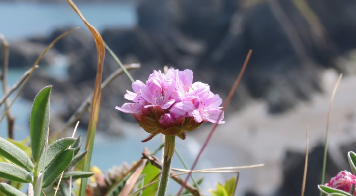 Wild Coastal Flower