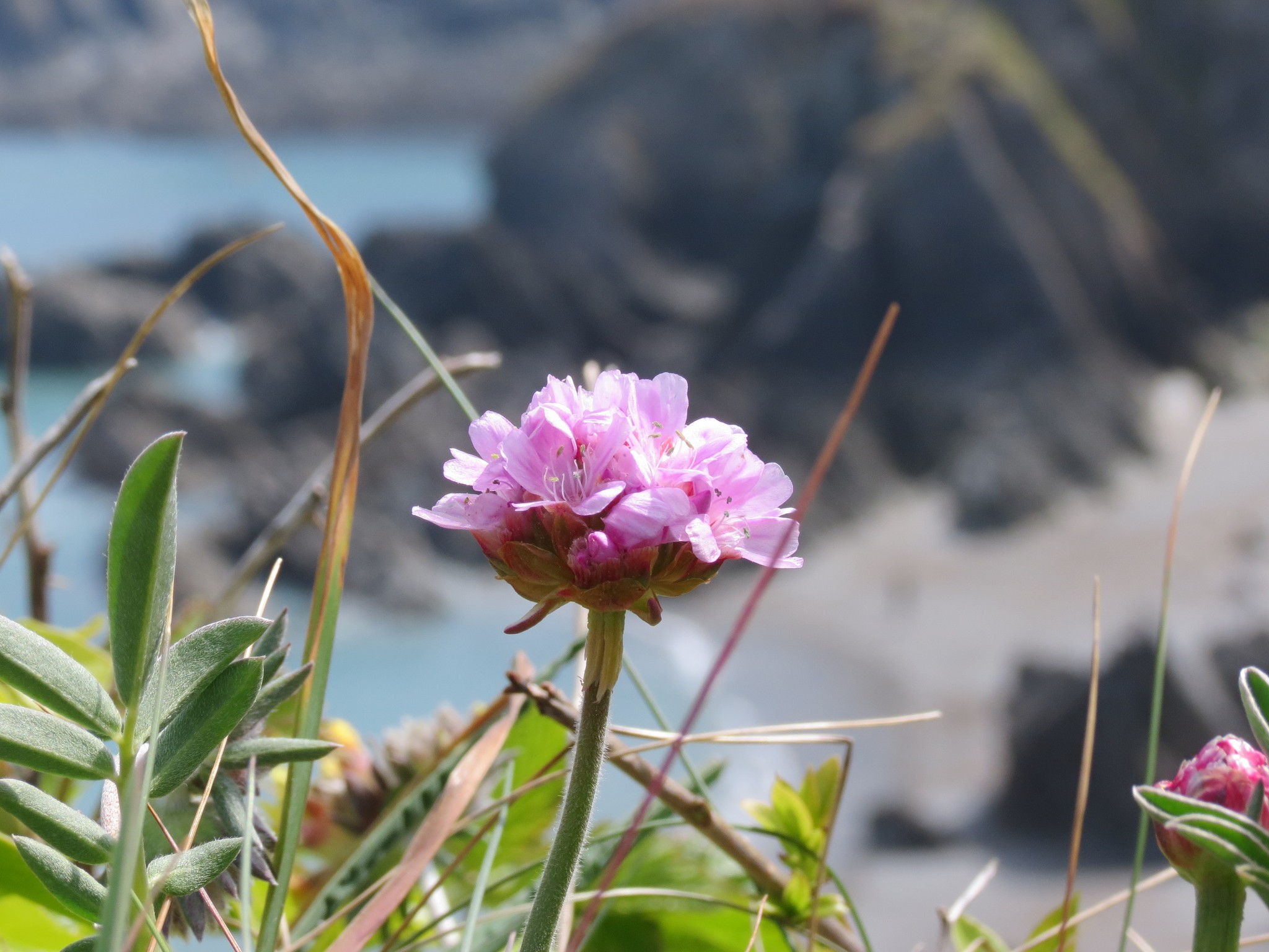Wild Coastal Flower