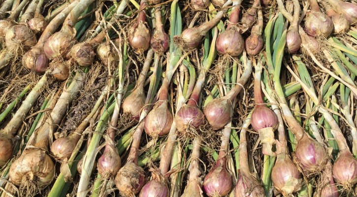 shallots drying