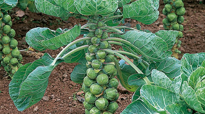 Brussels Sprouts Factoids - Dobies blog