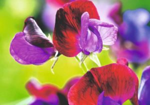 Sweet Pea Care & Maintenance