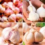 How To Grow Autumn-Planting Garlic