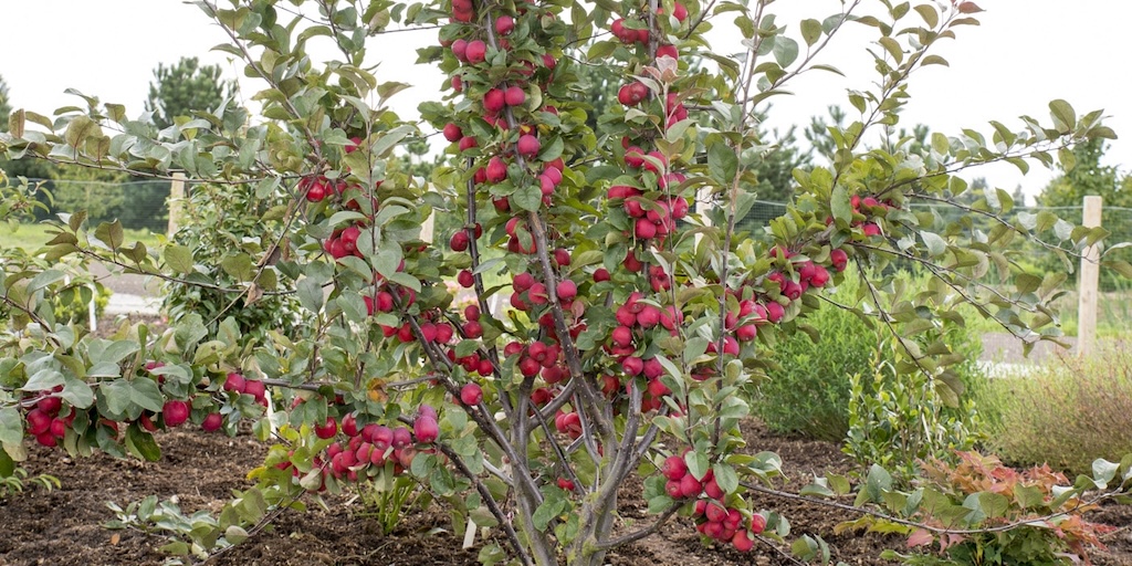 Apple 'Appletini' from Dobies