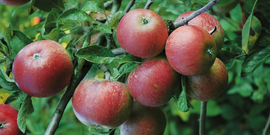 Apple ‘Queen Cox’ from Dobies