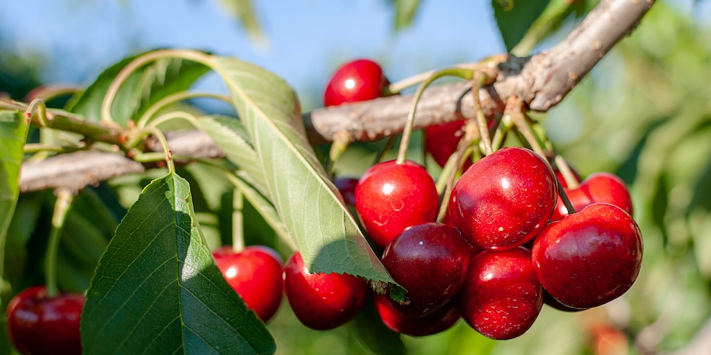 Cherry 'Stella' from Dobies