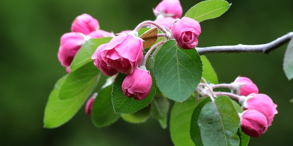 Crab Apple 'Brandywine' from Dobies