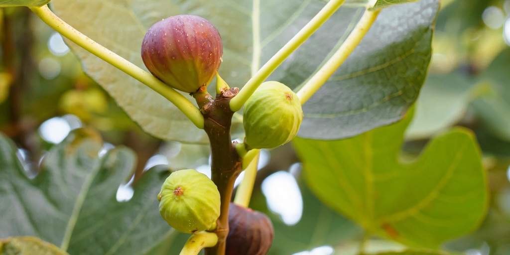Fig 'Madeleine Des Deux Saisons' from Dobies