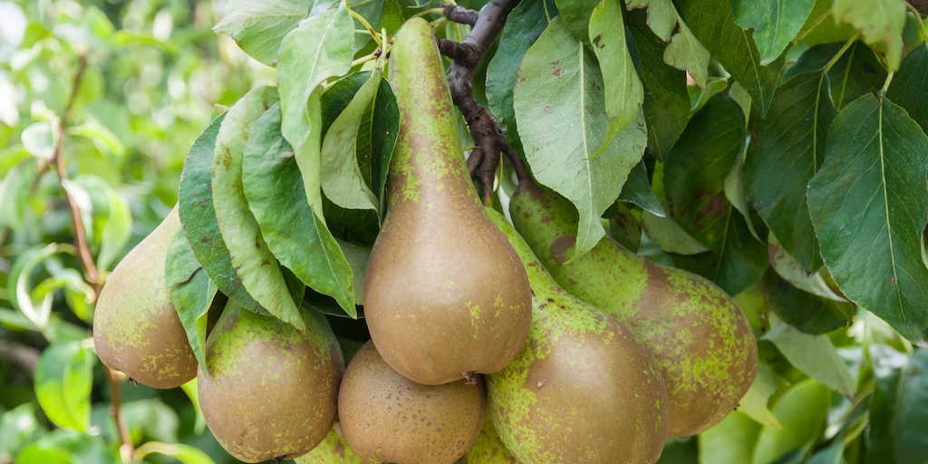 Pear 'Wonder Tree Conference' (Patio Pear) from Dobies