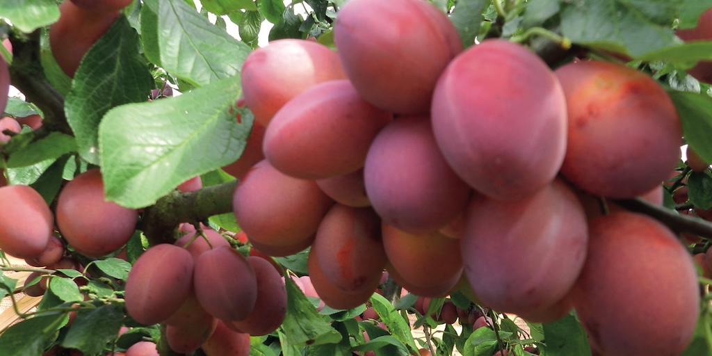 Plum 'Opal' from Dobies