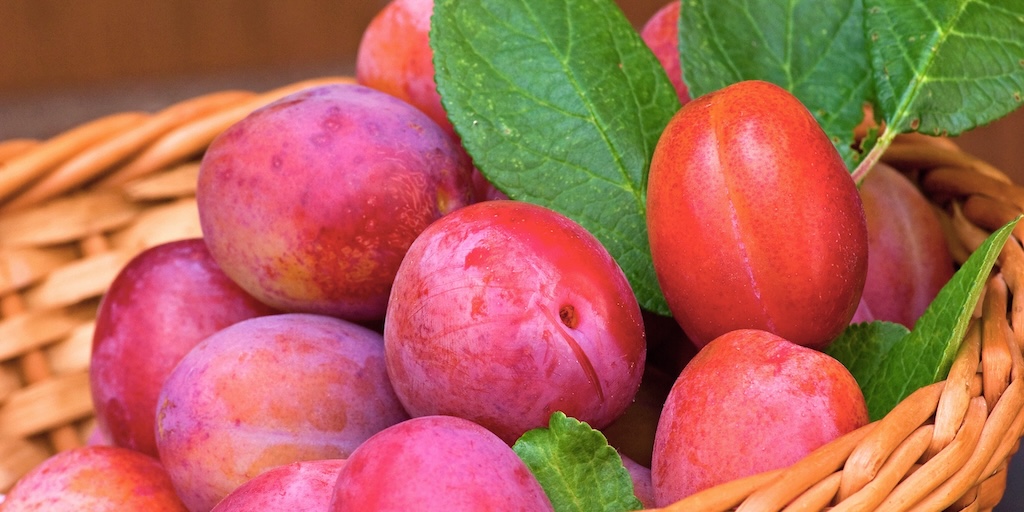 Plum 'Victoria' from Dobies