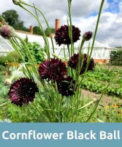 cornflower black ball