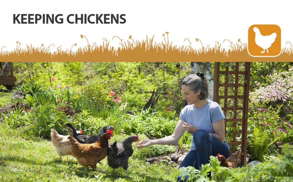 Feeding Mixed Corn to Chickens Dobies Blog