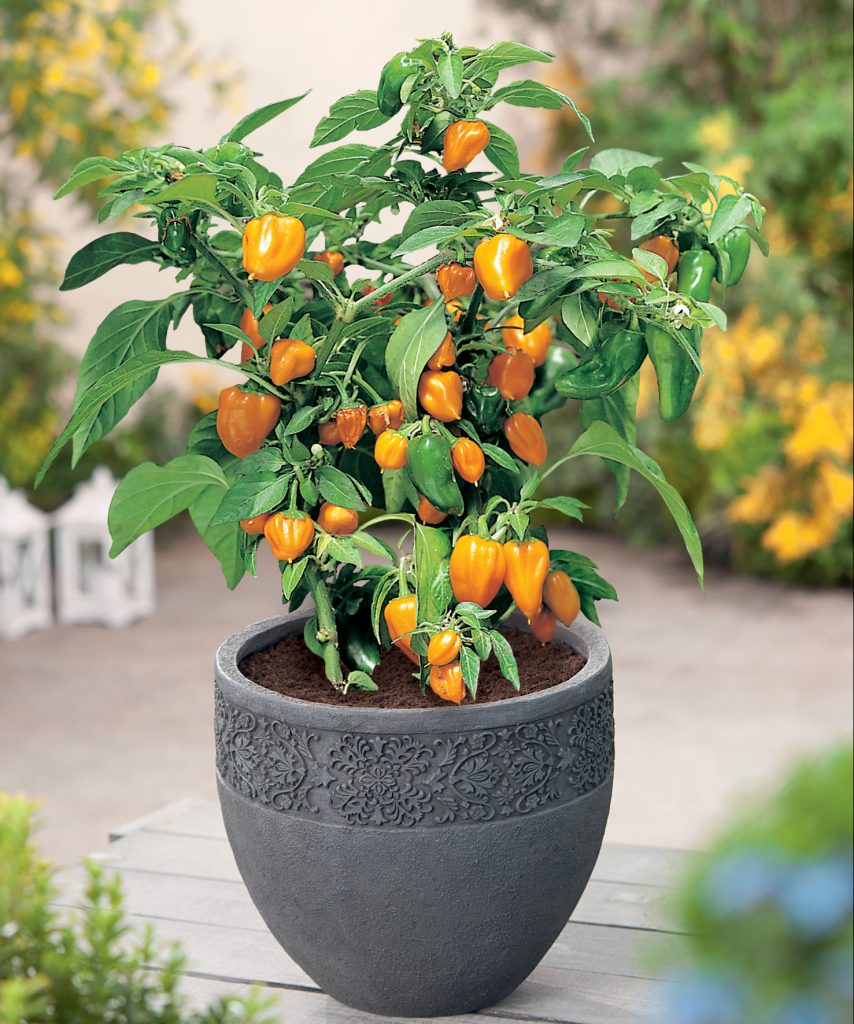 potted chilli plant
