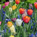 How to Plant Spring Bulbs