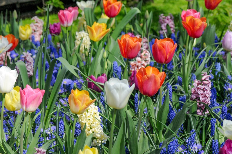 Spring bulb choice mix shown in close-up on the blooms..