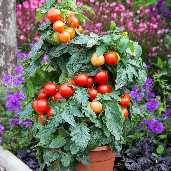 Tomato summerlast
