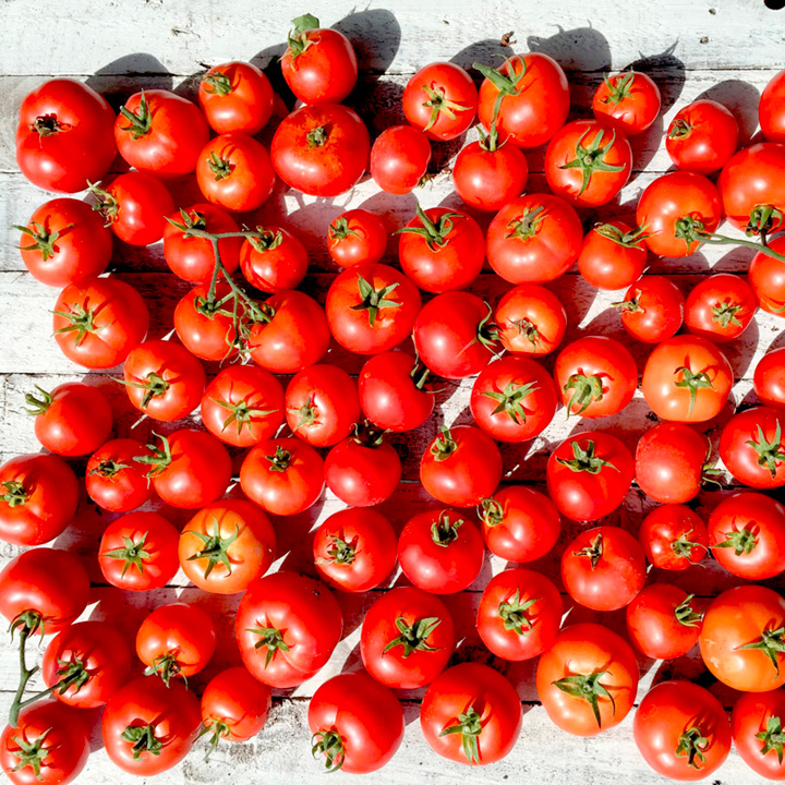 It’s British Tomato Week Dobies Blog