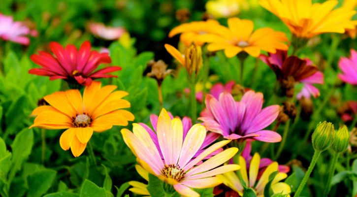 National Gardening Week