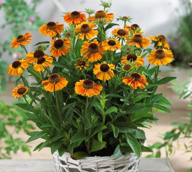 helenium - Dobies Blog