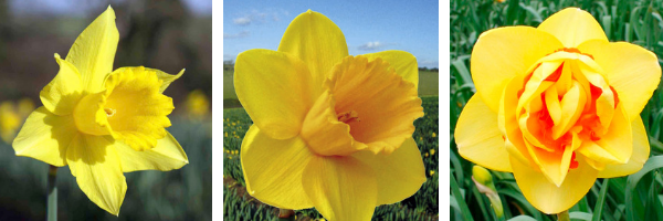Cornish daffodils